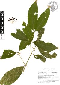 Turpinia occidentalis image