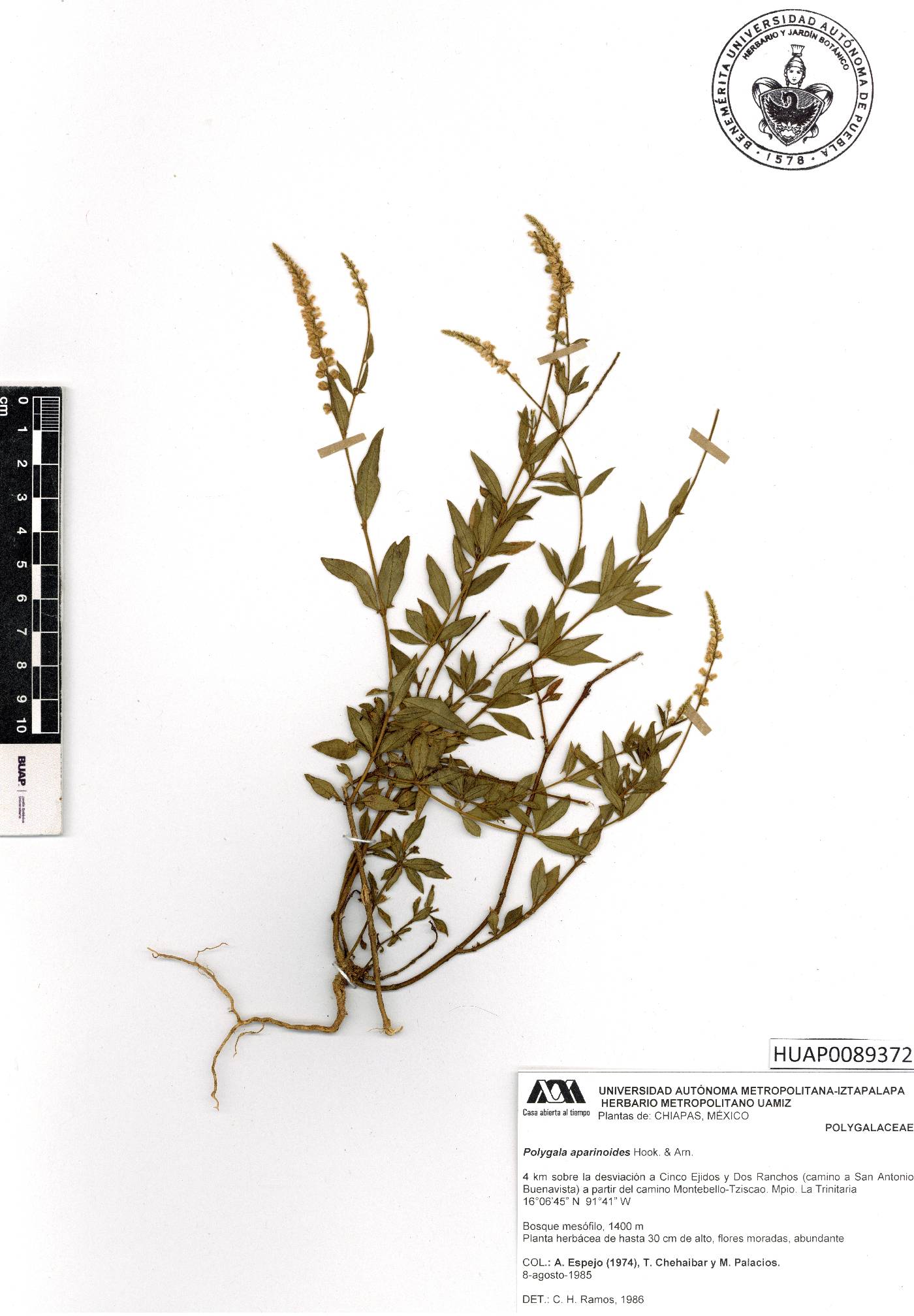 Polygala aparinoides image