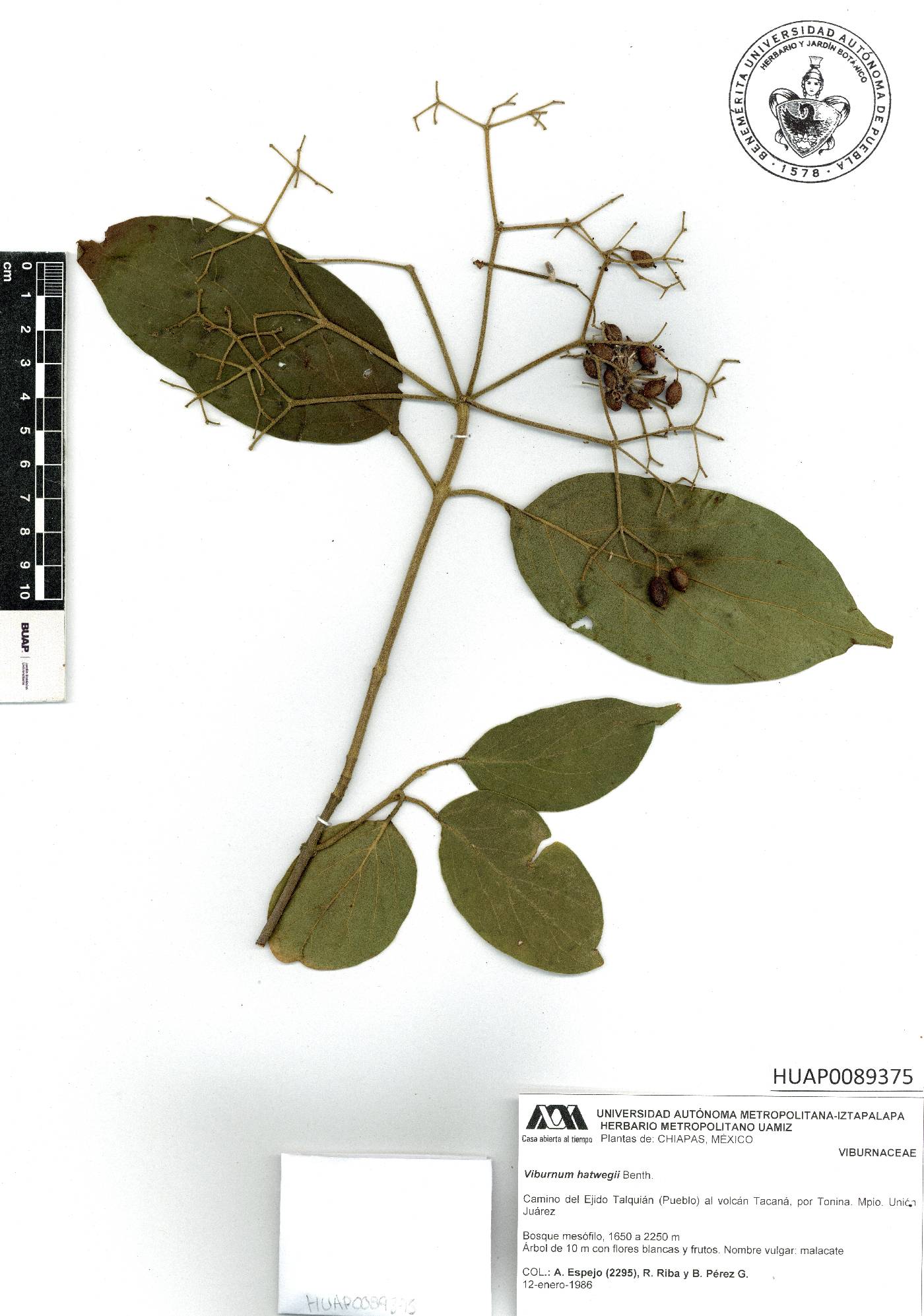 Viburnum hartwegii image