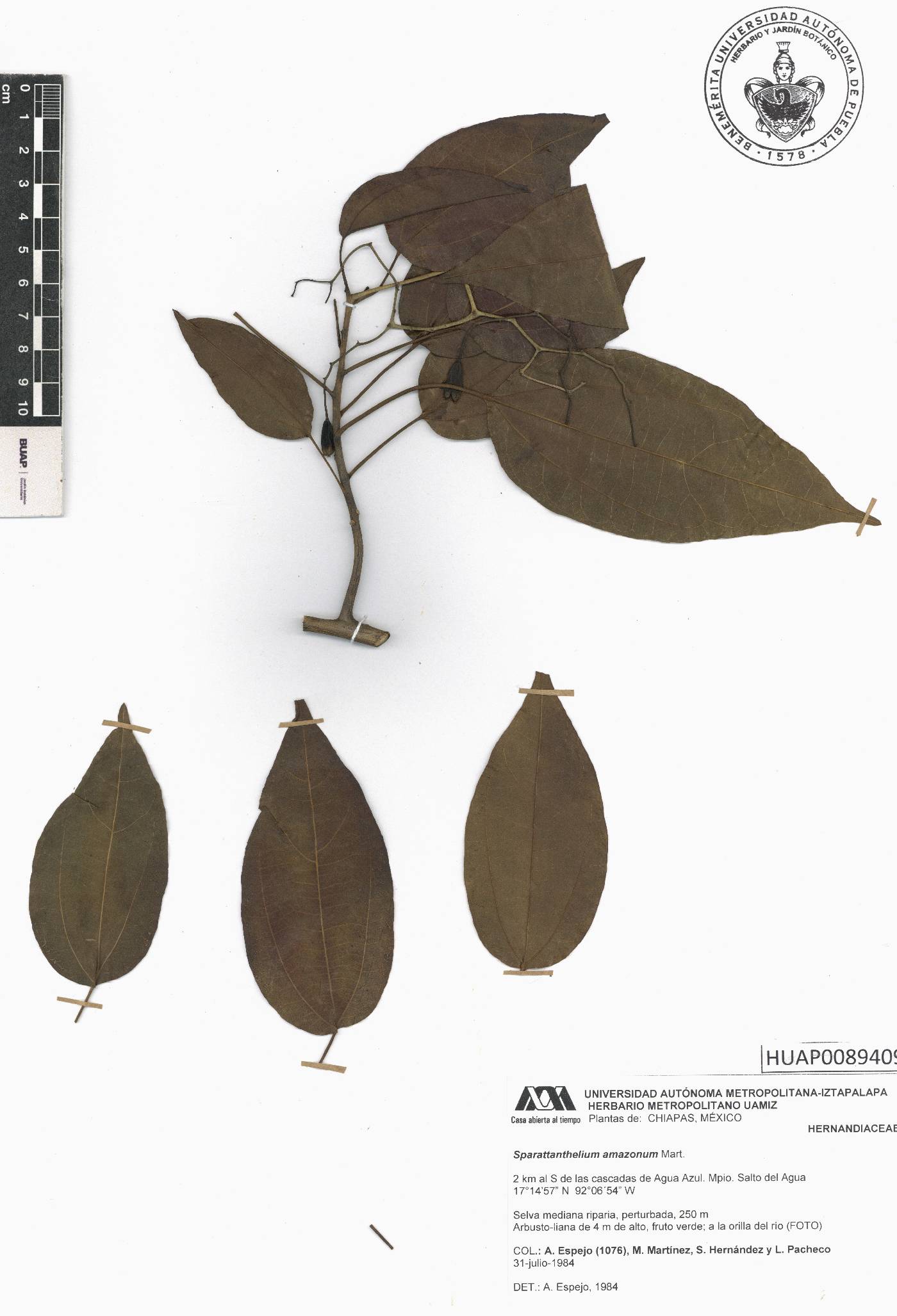 Sparattanthelium amazonum image