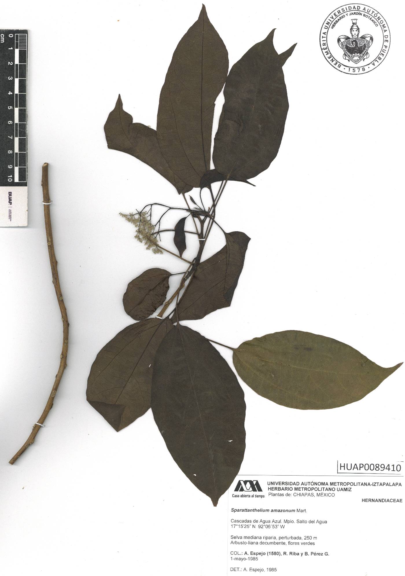 Sparattanthelium amazonum image