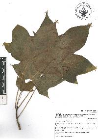 Gyrocarpus jatrophifolius image