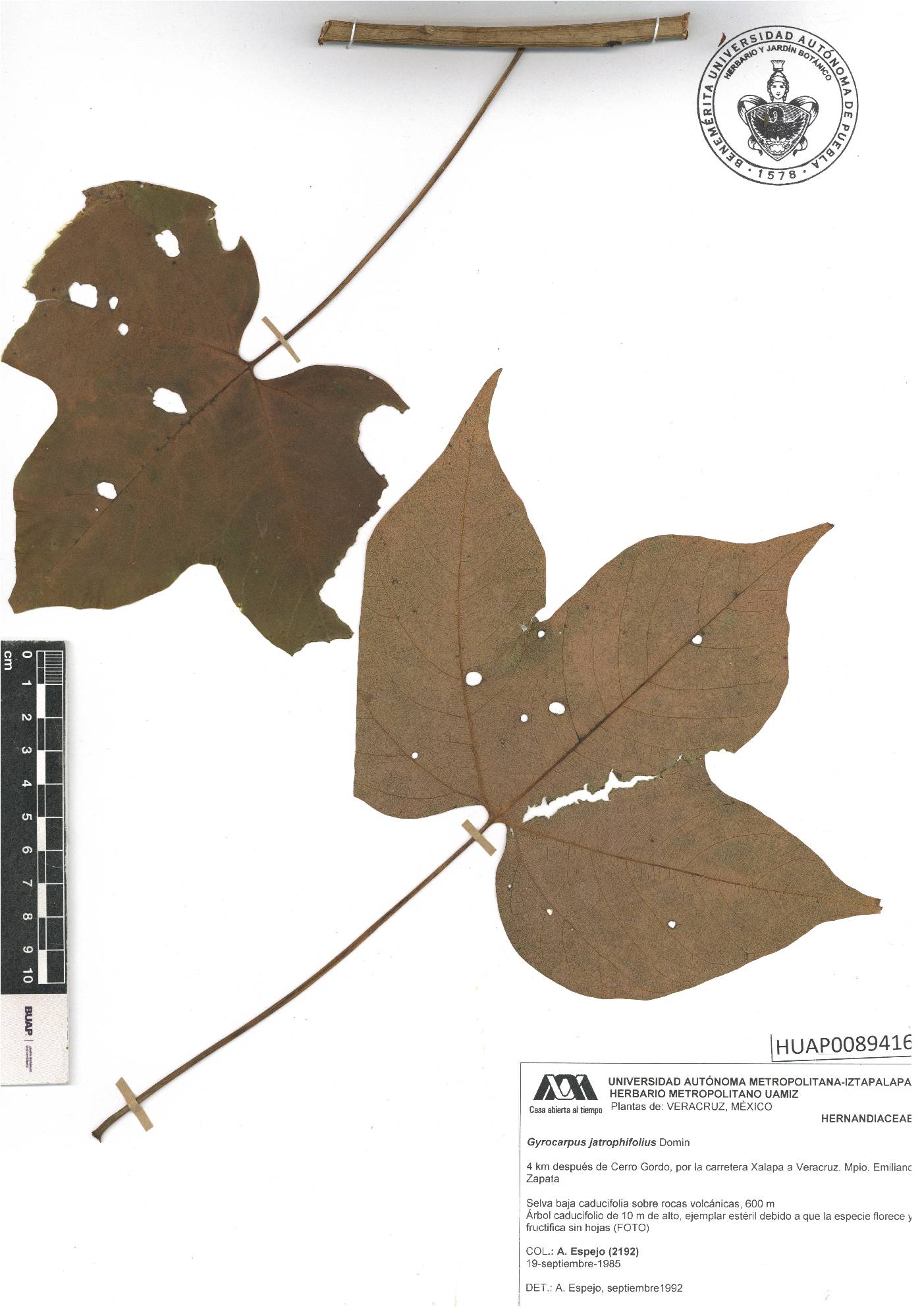 Gyrocarpus jatrophifolius image