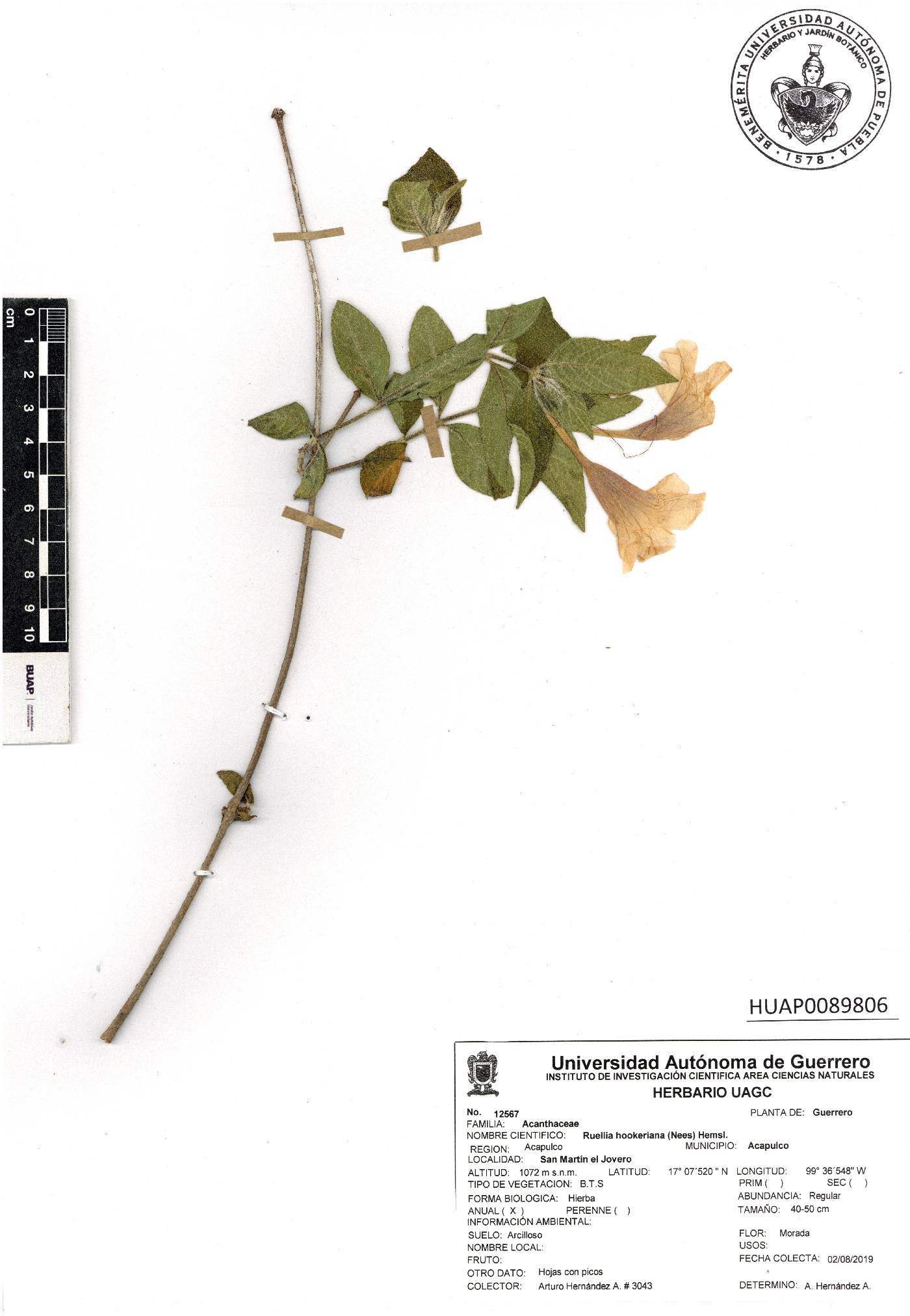 Ruellia hookeriana image