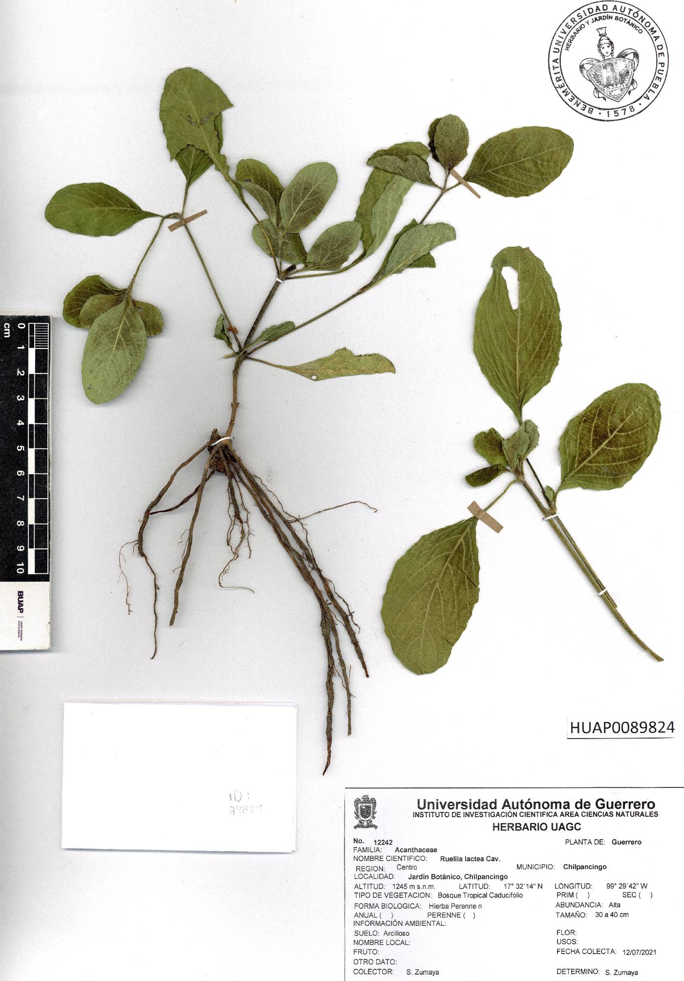 Ruellia lactea image