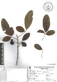 Vitex mollis image