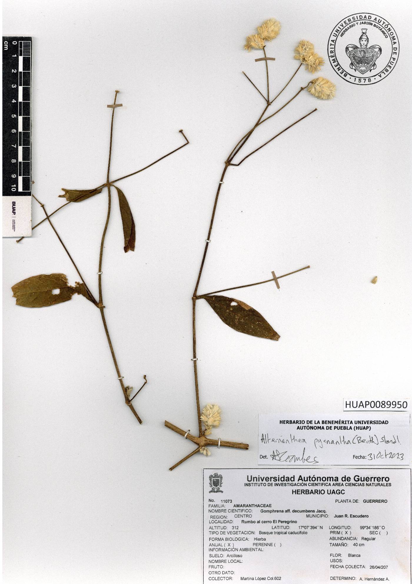 Alternanthera pycnantha image