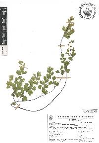 Adiantum capillus-veneris image