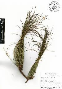 Pinus pseudostrobus image