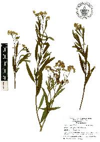 Baccharis salicifolia image