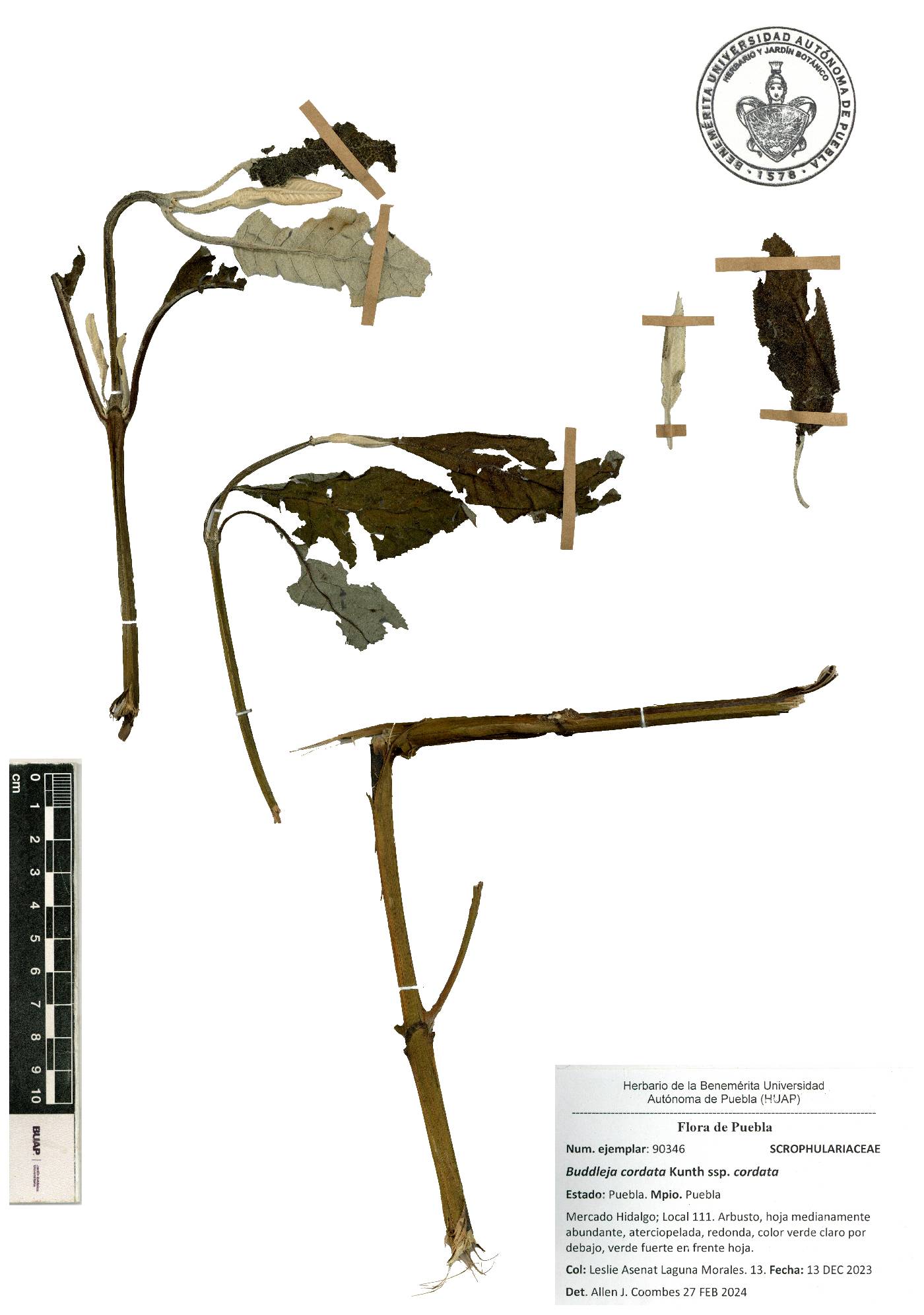 Buddleja cordata subsp. cordata image