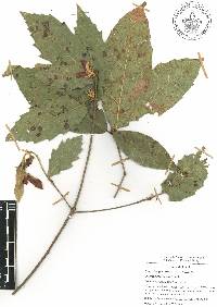 Quercus xalapensis image