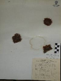 Mammillaria jaliscana image