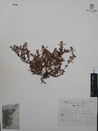 Paronychia mexicana image