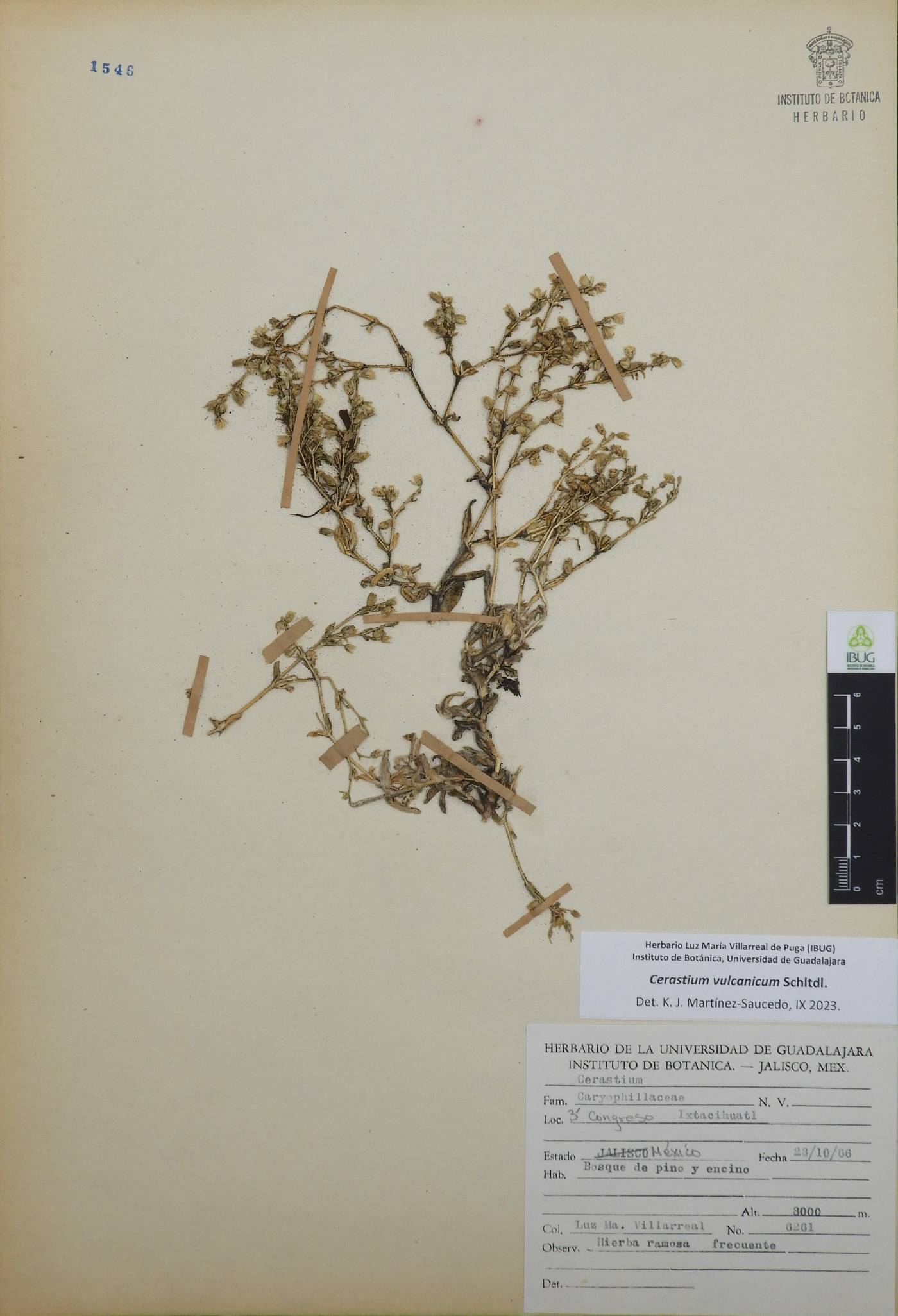 Cerastium vulcanicum image