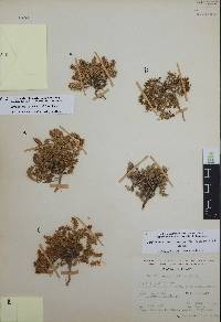 Cerdia virescens image