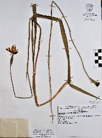 Ennealophus foliosus image