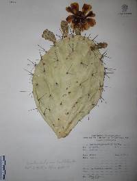 Opuntia fuliginosa image