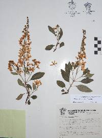 Galphimia floribunda image