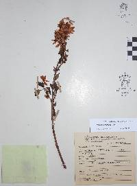 Galphimia grandiflora image