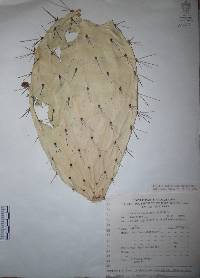 Opuntia fuliginosa image