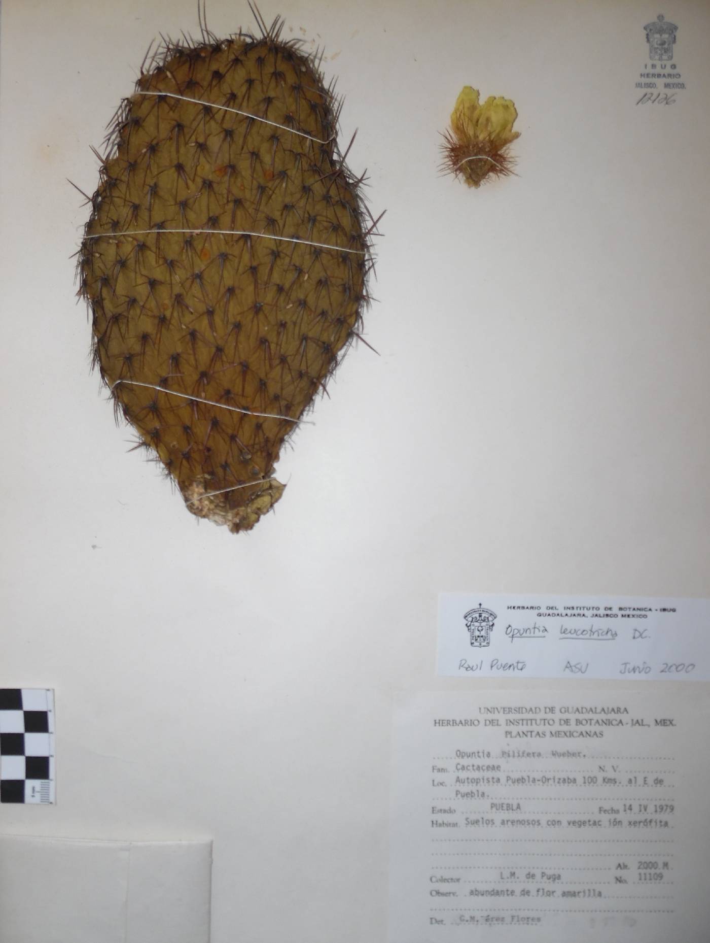 Opuntia leucotricha image