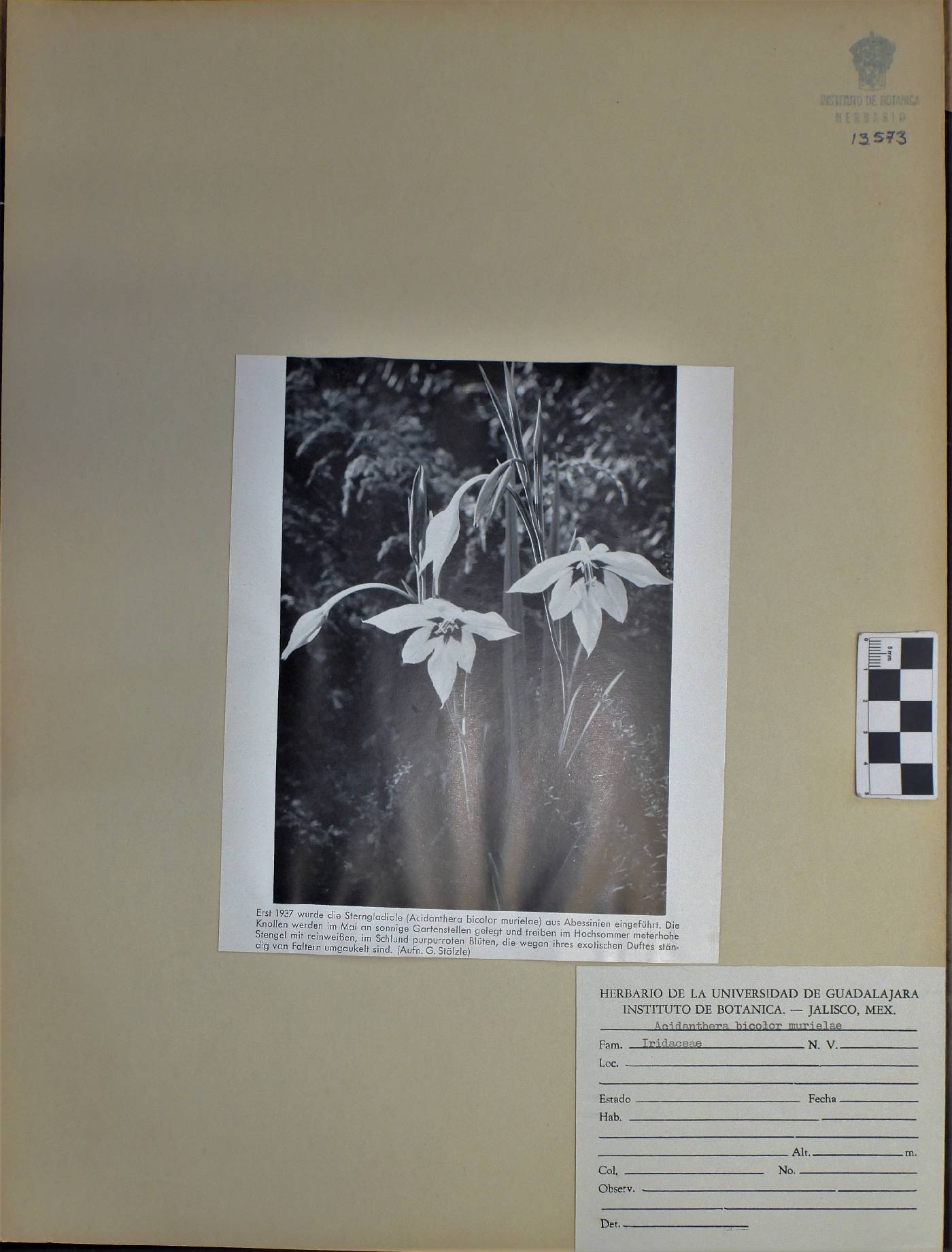 Acidanthera bicolor image