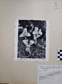 Iris danfordiae image