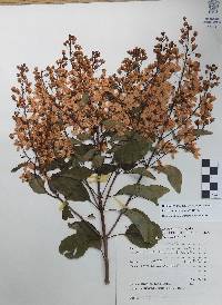 Galphimia paniculata image