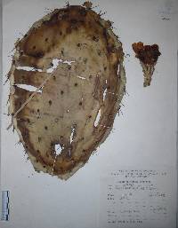 Opuntia fuliginosa image