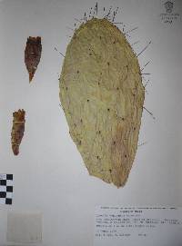 Opuntia megacantha image