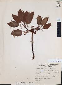 Arbutus arizonica image