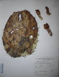 Opuntia fuliginosa image