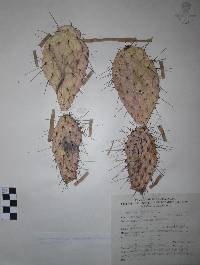 Opuntia gosseliniana image