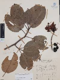 Arbutus madrensis image