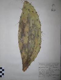 Opuntia megacantha image