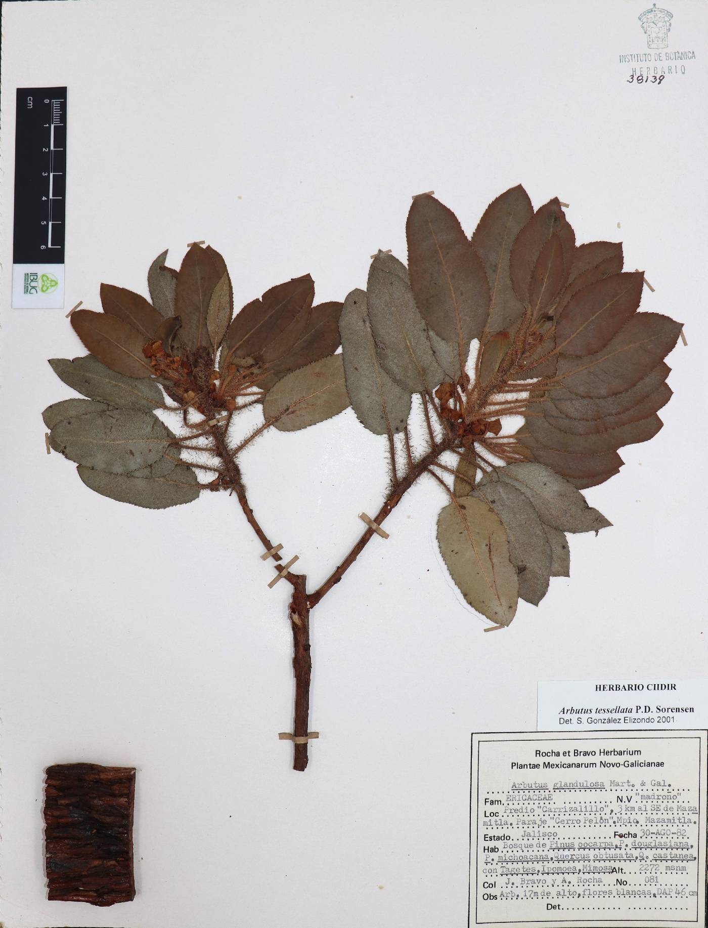 Arbutus tessellata image