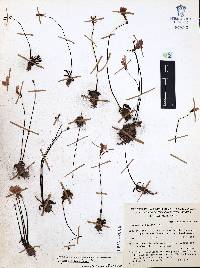 Pinguicula parvifolia image