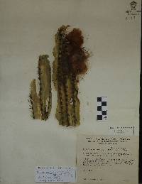 Pilosocereus alensis image