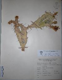Opuntia karwinskiana image