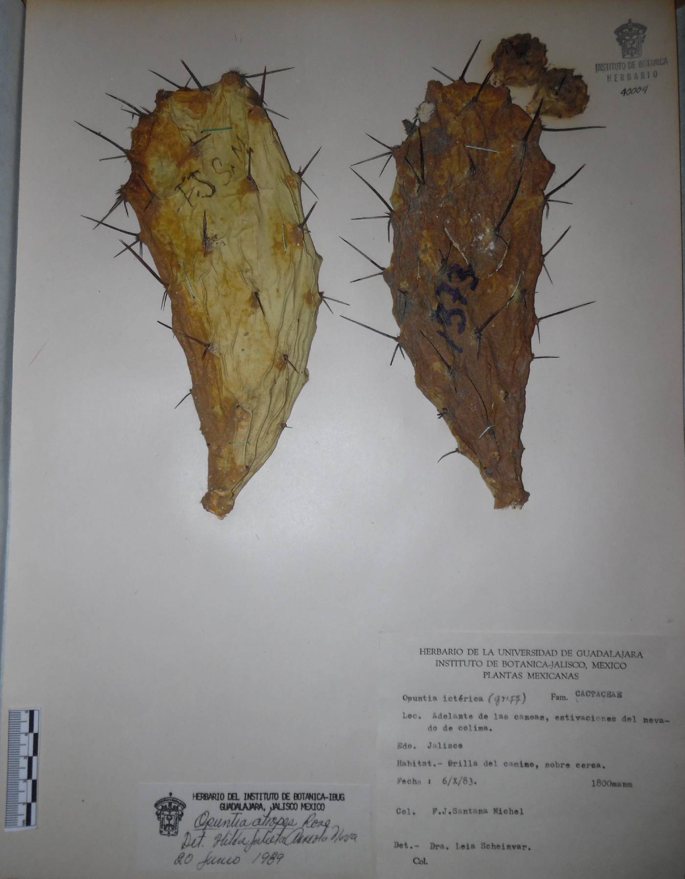 Opuntia atropes image