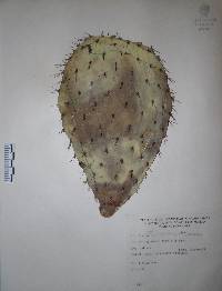 Opuntia hyptiacantha image