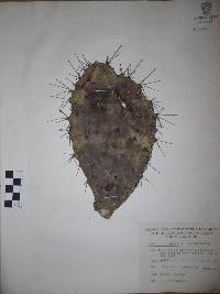 Opuntia hyptiacantha image