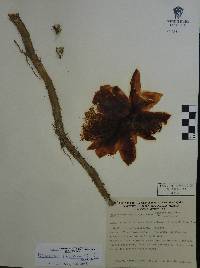 Disocactus speciosus image