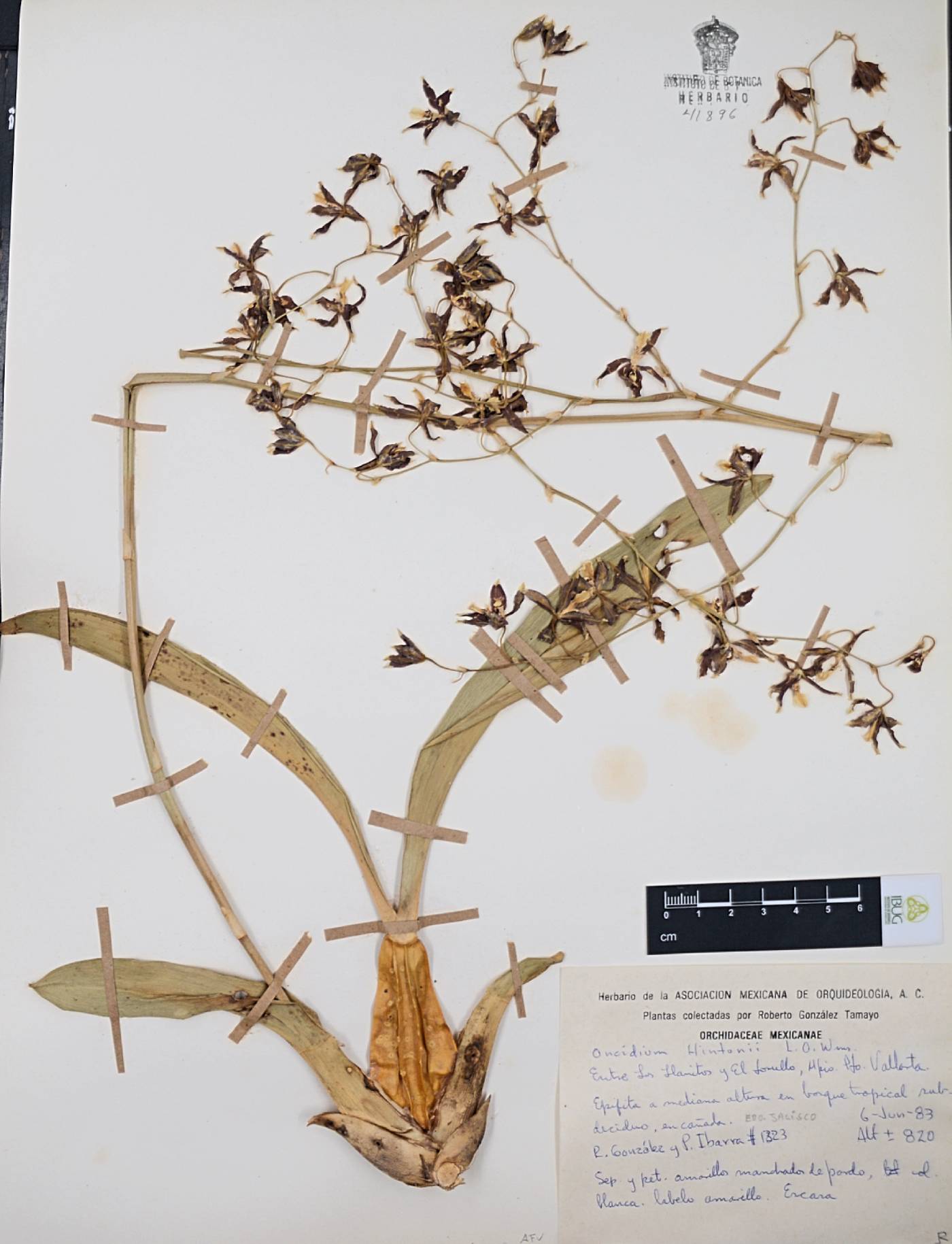 Oncidium hintonii image