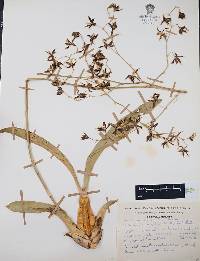 Oncidium hintonii image