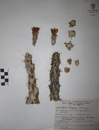 Cylindropuntia imbricata image