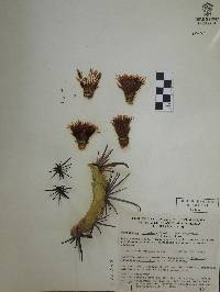 Ferocactus latispinus image