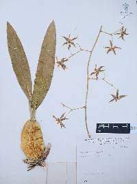 Oncidium hastatum image