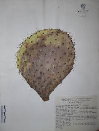 Opuntia hyptiacantha image